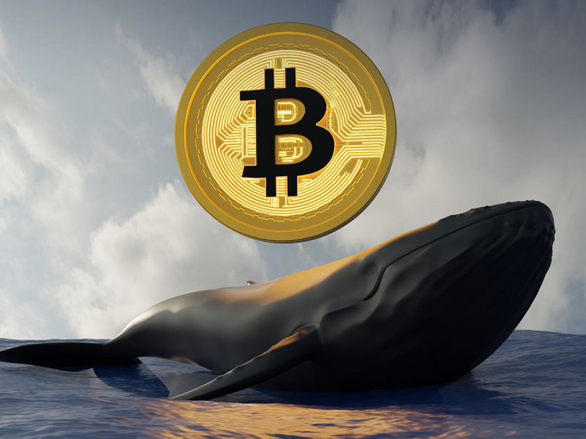 Whale Activity Declines as Bitcoin Weakens