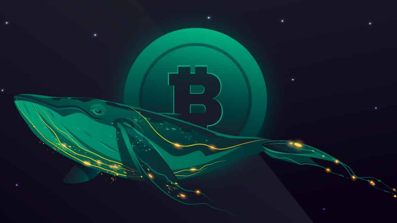 Bitcoin Whale Accumulation